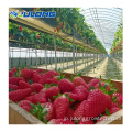 農業温室イチゴの成長システム